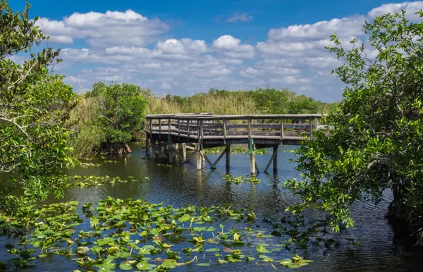 Spaziere über den Anhinga Trail in den Everglades